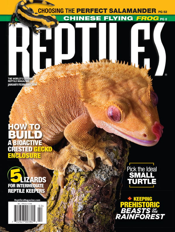 REPTILES Magazine Subscription | MagazineLine Discounts